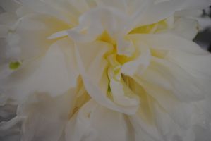 DSC_0499.jpg