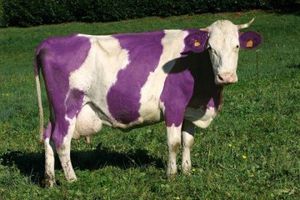 vache-violette