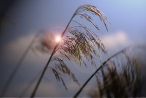 herbe-folle