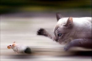 chat&souris