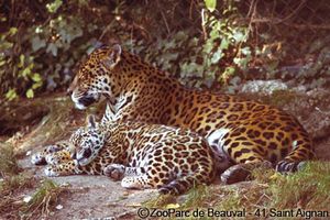 beauval_jaguar2.jpg