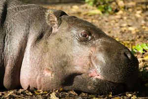 hippopotame-nain-2.jpg