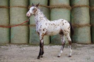 539917-animaux-chevaux-appaloosa.jpg