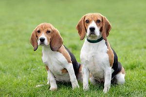 Beagle - Kéloise Beagle - Kéloise