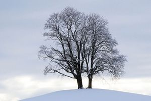 arbre-solitaire-537985.jpg