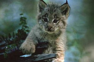 bébé lynx