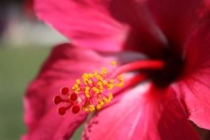Hibiscus