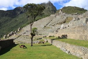0271 Machu Picchu - Quartier des Nobles & Terrasses