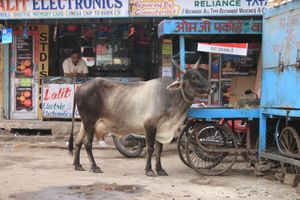 0325 Jodhpur - Sardar Market