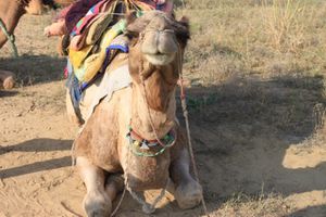 0347 Jaisalmer - Camel safari