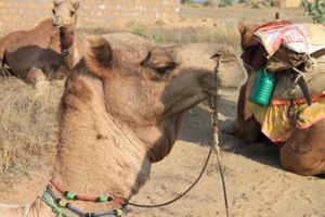 0348 Jaisalmer - Camel safari