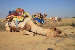 0357 Jaisalmer - Camel safari