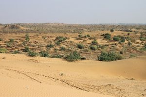0359 Jaisalmer - Camel safari