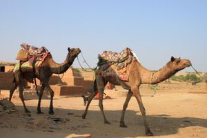 0371 Jaisalmer - Camel safari