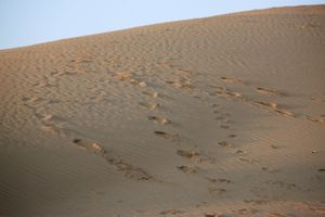 0373 Jaisalmer - Camel safari
