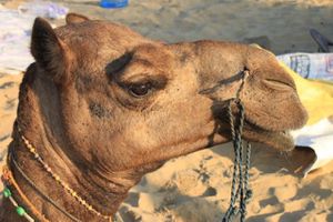 0379 Jaisalmer - Camel safari