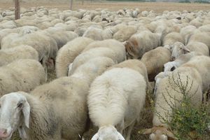 troupeau-de-moutons-a-Fresno-del-rio-Tiron-15-6.jpg