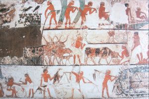 relief---recolte-du-papyrus-saqqarah.jpg