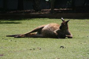 zoo Ballarat (15)
