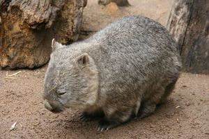 zoo Ballarat (23)
