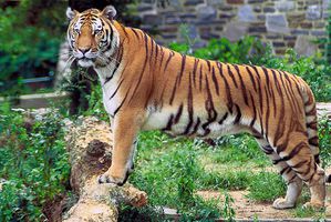 tigre du bengal