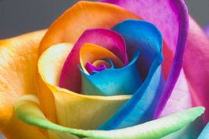 rose-arc-en-ciel-248570