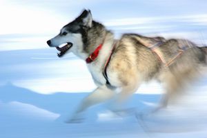 2009_01_11_Hundeschlittenrennen_Unterjoch_035.JPG