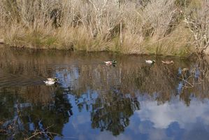 013 les canards sauvages dans les prés salés