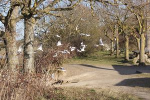 018 des mouettes