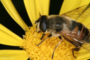 abeja_004515_1_0.jpg