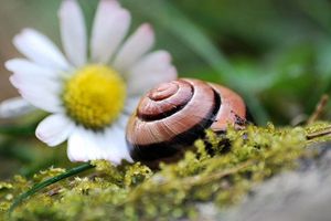 escargot-559080.jpg