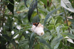 IMG_2195.JPG