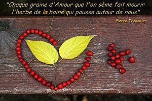 La Graine D Amour Soriah Amahom Com