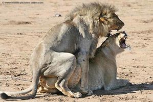 lions-mating-lm_9562.jpg