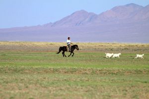 chevaux-Mongolie ER 70
