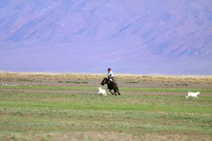 chevaux-Mongolie ER 77