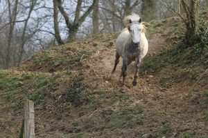 complicite-cheval 8471