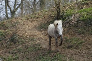 complicite-cheval 8478