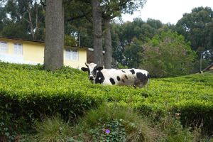 kotagiri vache dans le thé