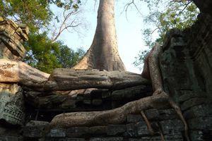 Angkor Vat 1er jour Ta Prhom (Tomrider) (4)