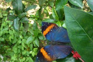 Penang papillons (25)