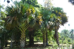 Kandy jardin botanique (6)