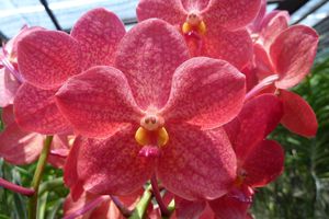 Chiang Mai Orchidées (16)