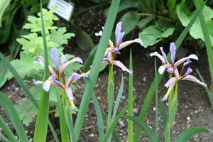 Iris halophila