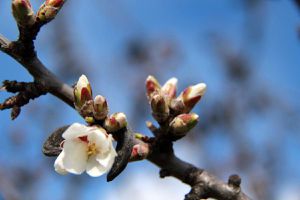 Amandiers en fleurs dans le jardin (7)