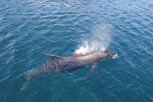 65 - le grand dauphin