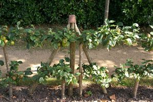 DSC09963