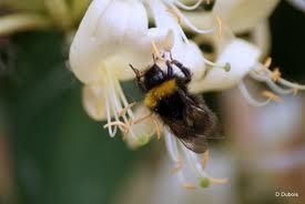 abeille-fleur.jpg
