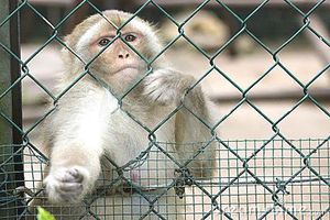 macaque-au-zoo.jpg