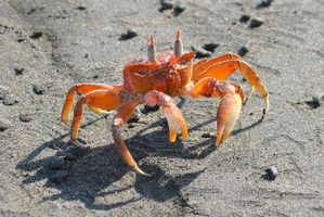 Photo 04,10 - 19 - Crabe Macro